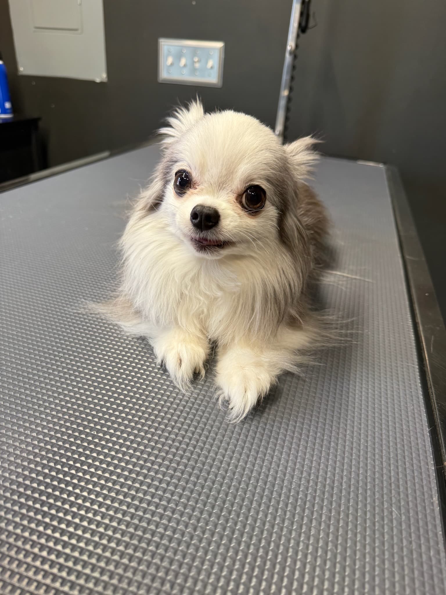 Fluffy friend after grooming