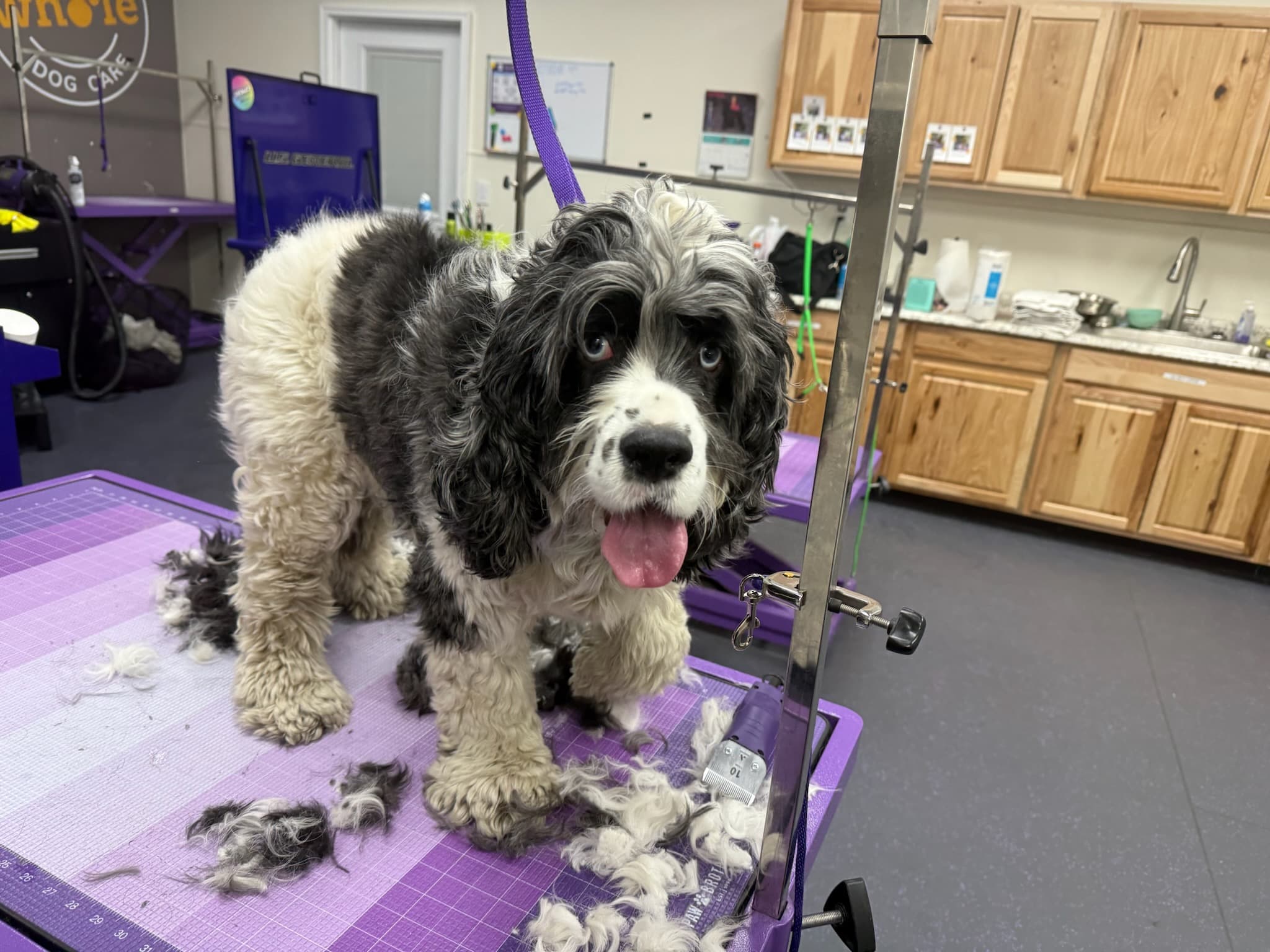 Fresh from the grooming table