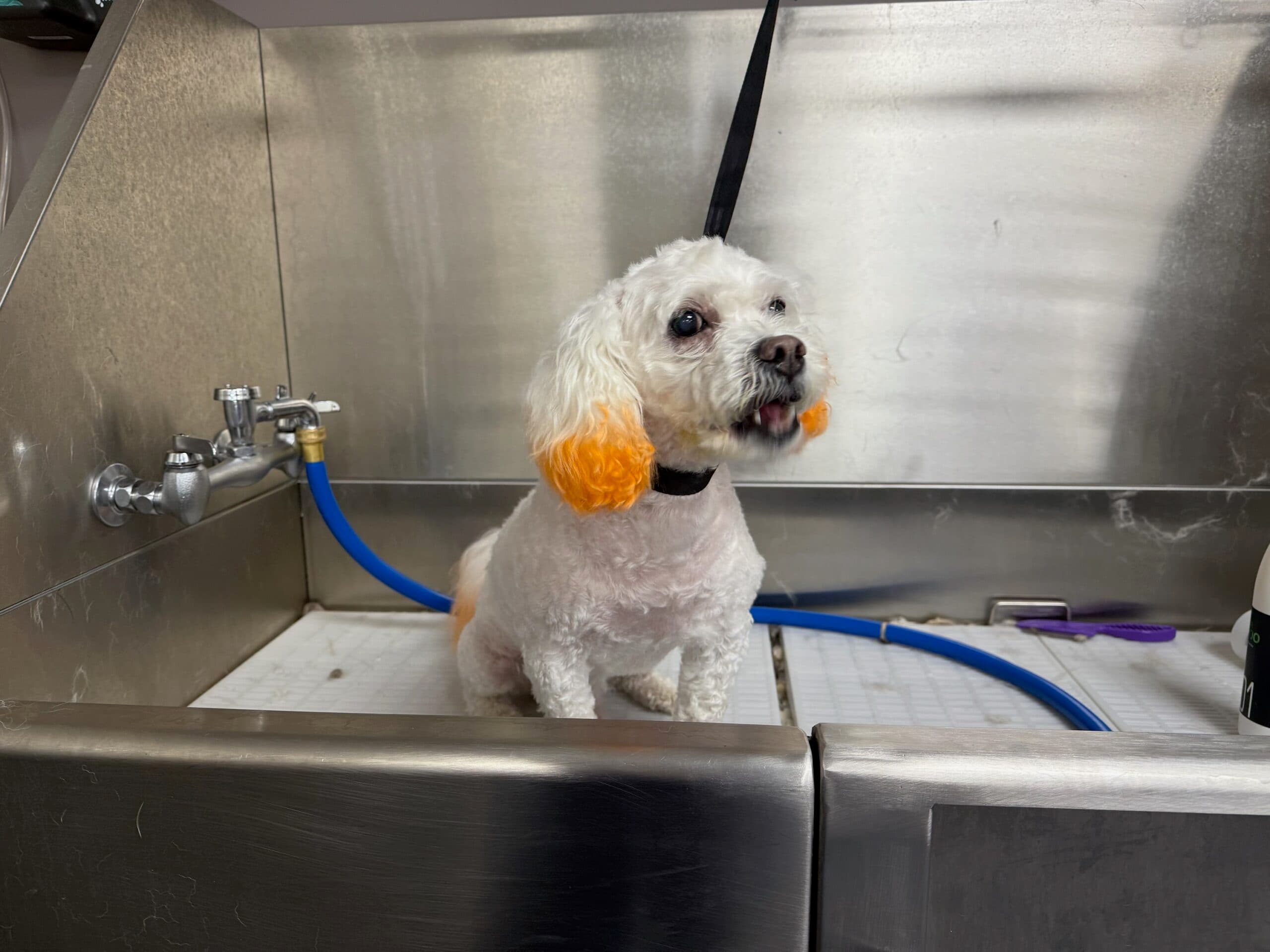 Pet behavioral counseling session