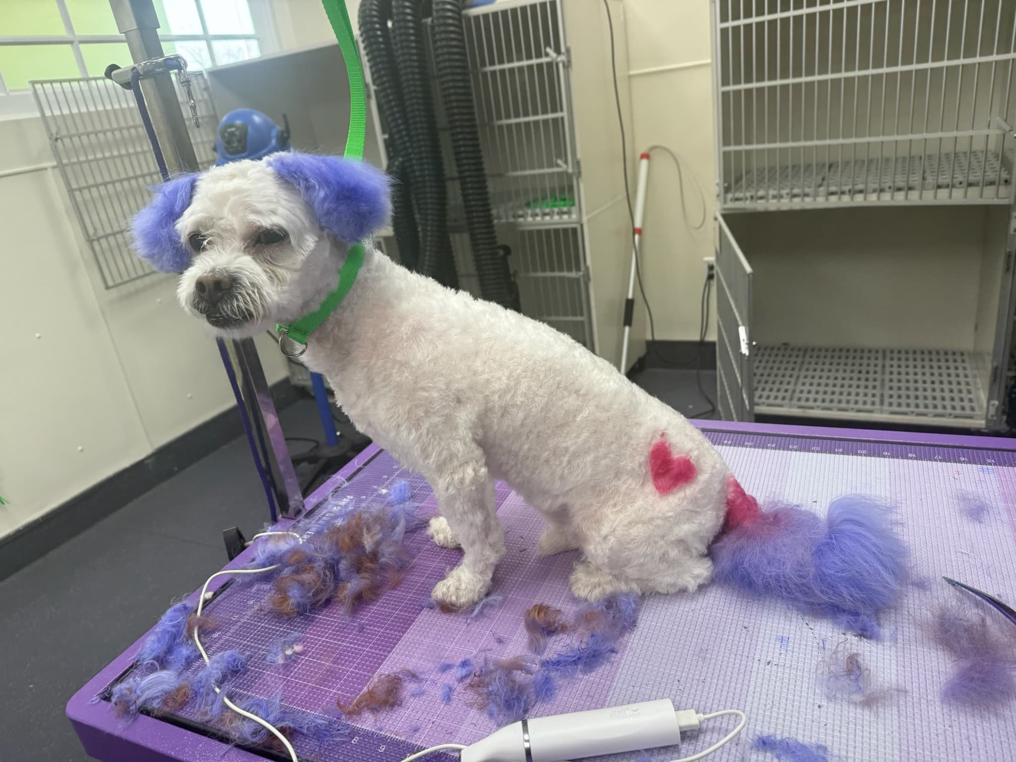 Professional dog grooming