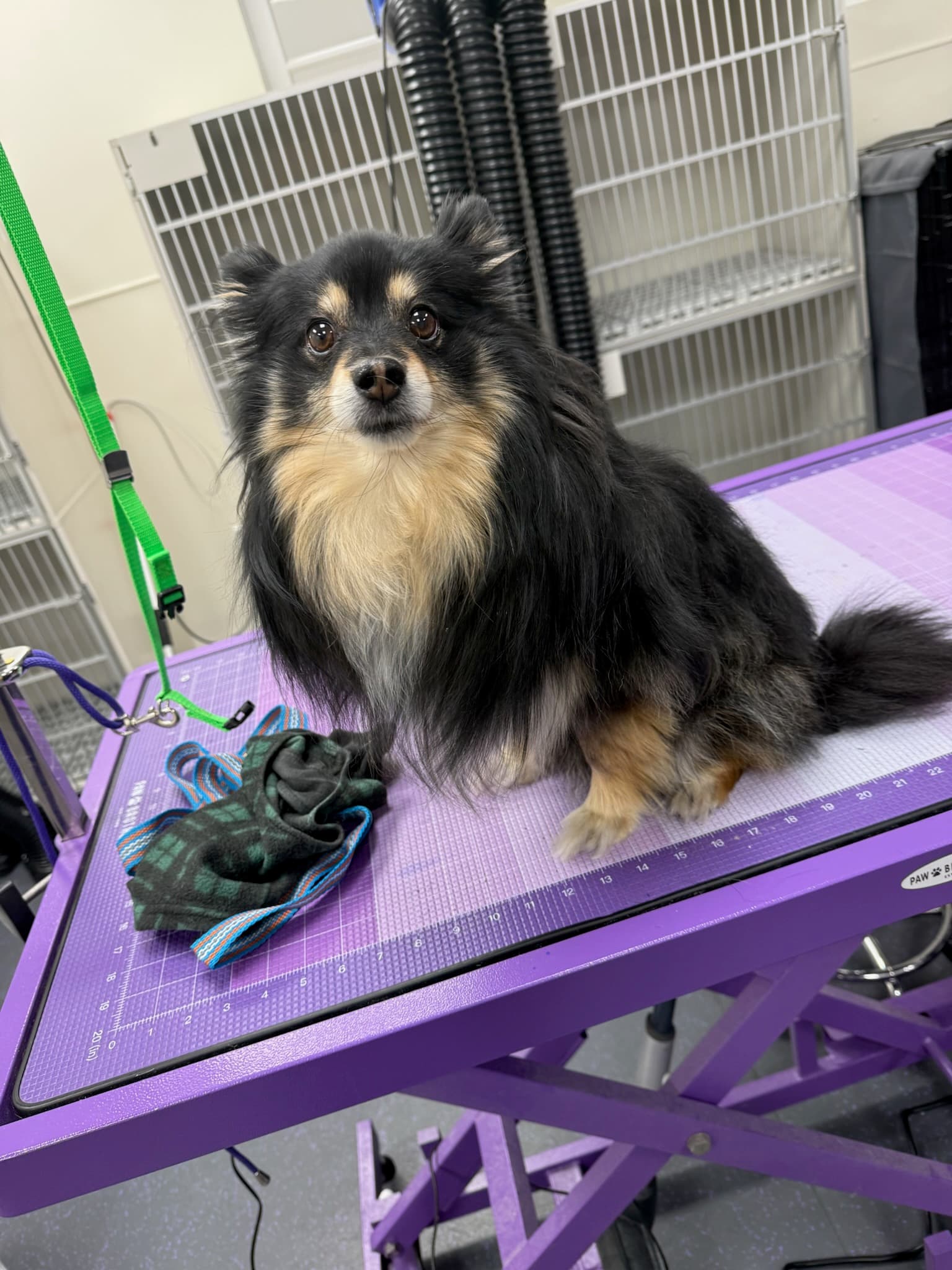 Freshly groomed and feeling great