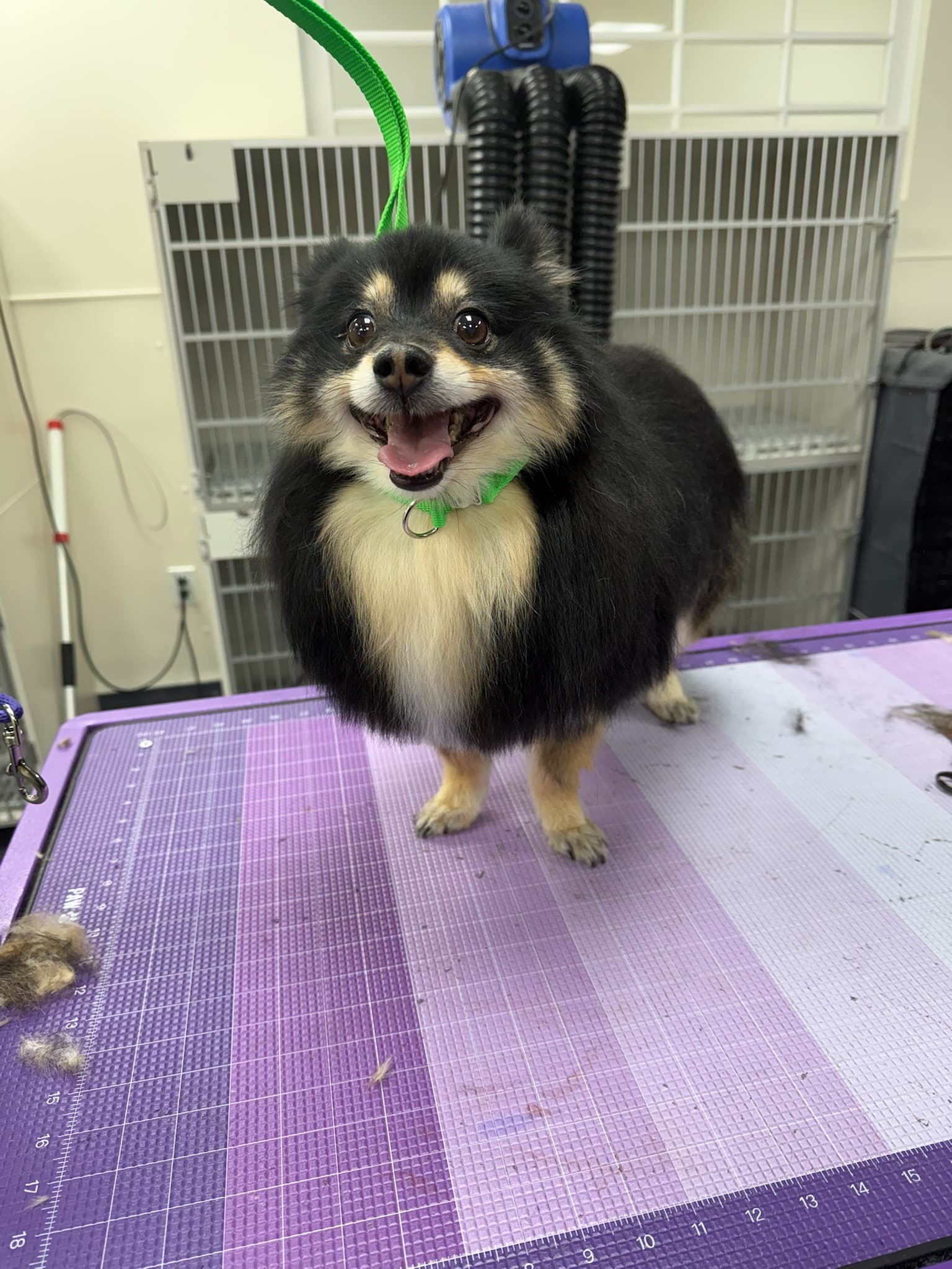 Beautiful coat after treatment