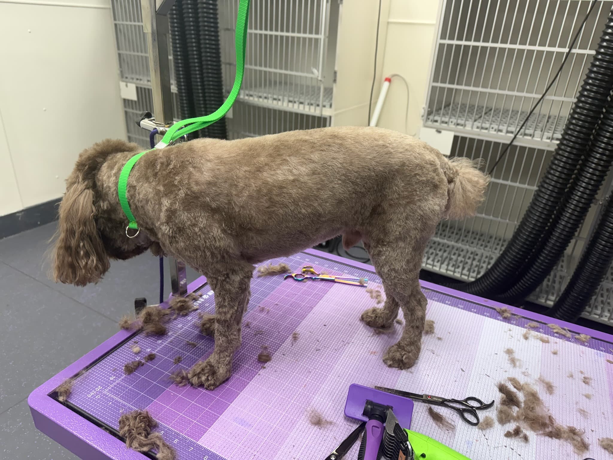 Fresh haircut showcase