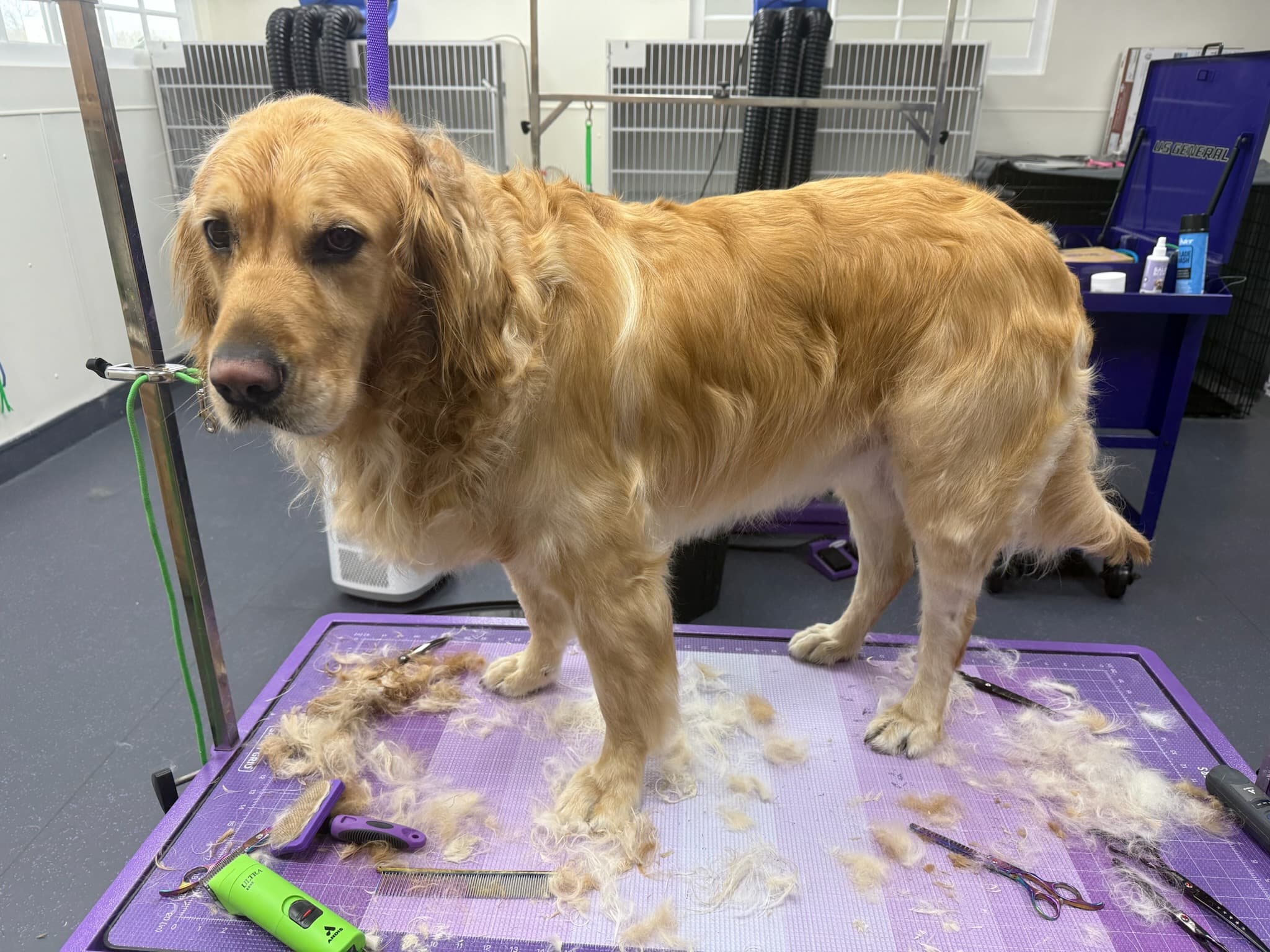 Adorable grooming results