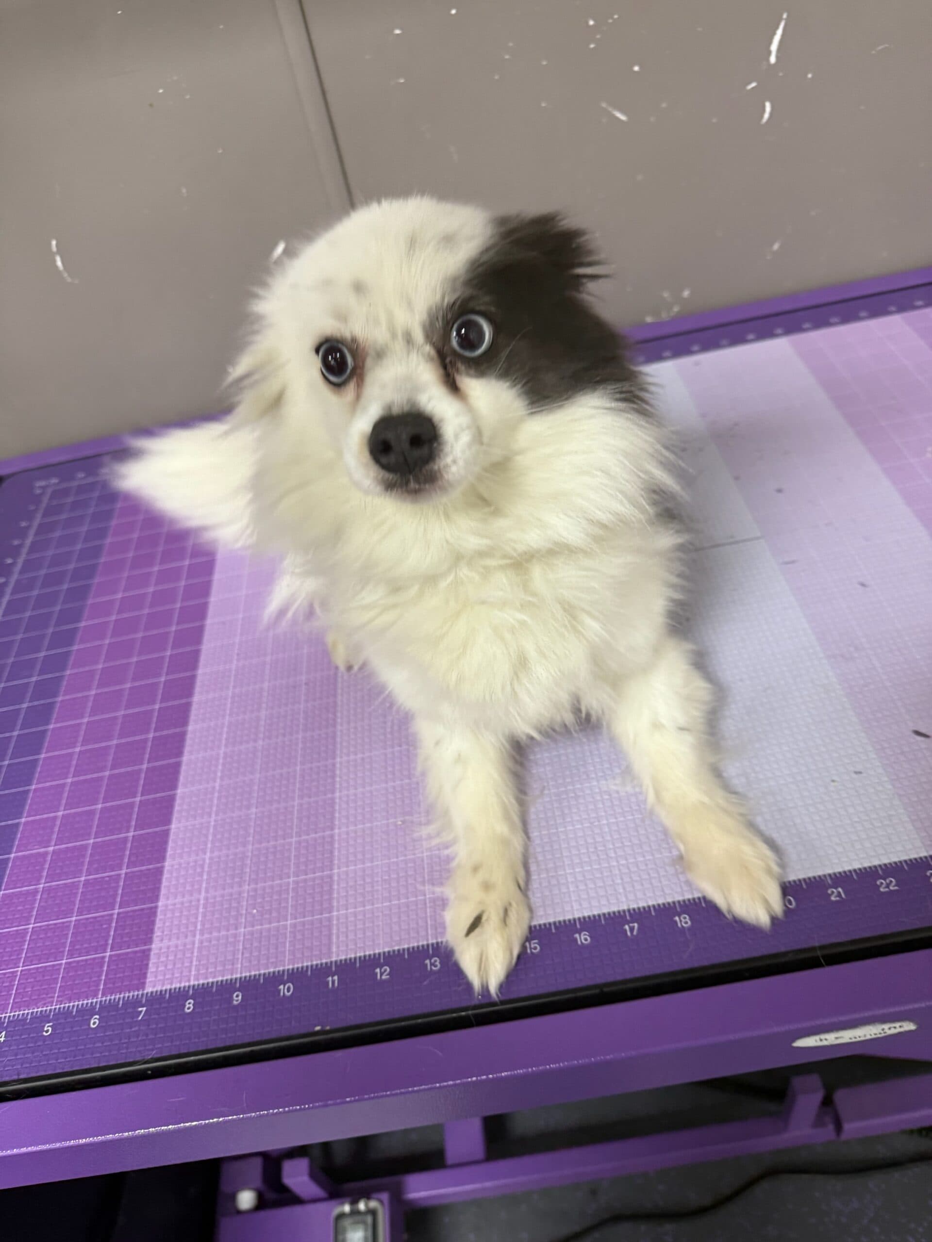 Dogs playing during training