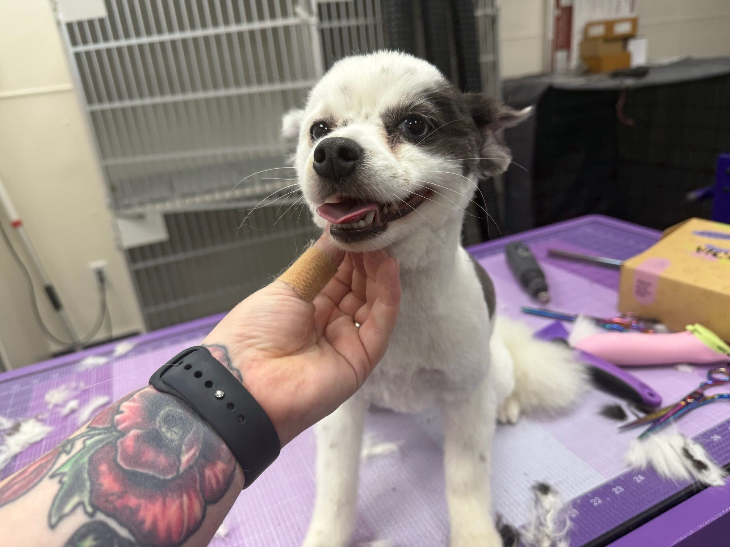 Perfectly groomed pup