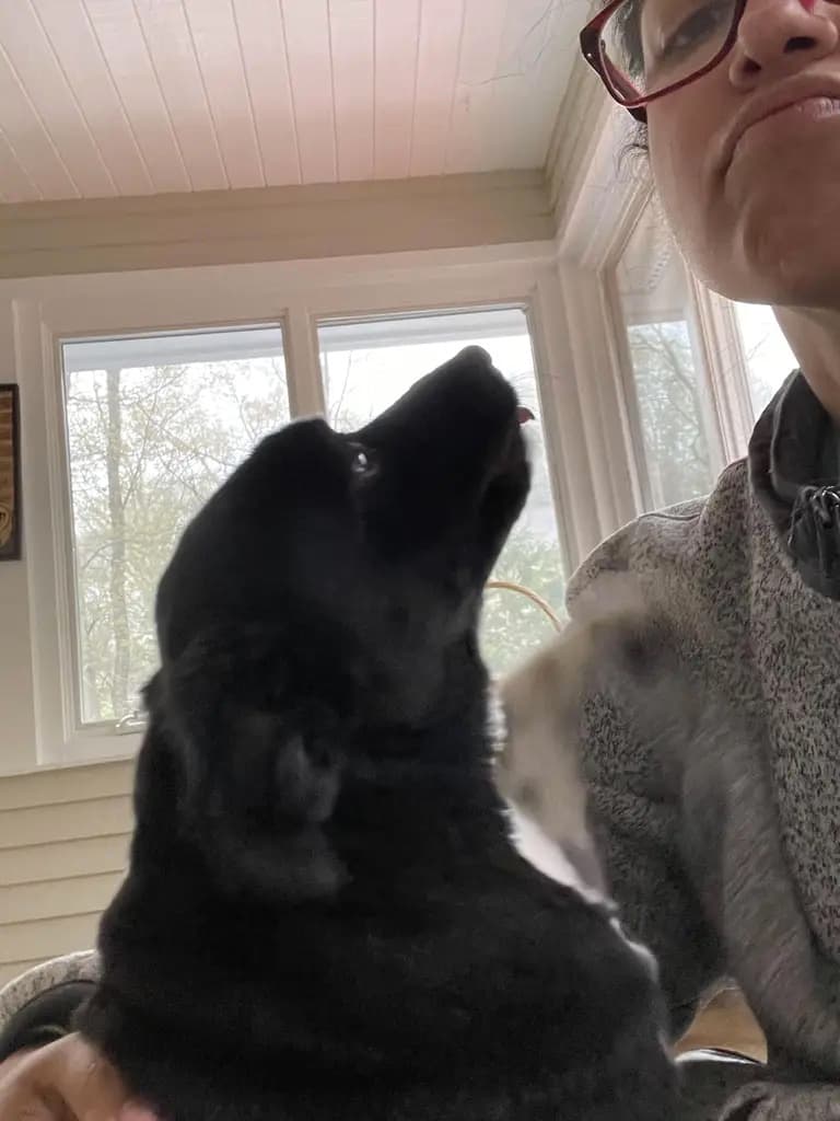 Professional pet training